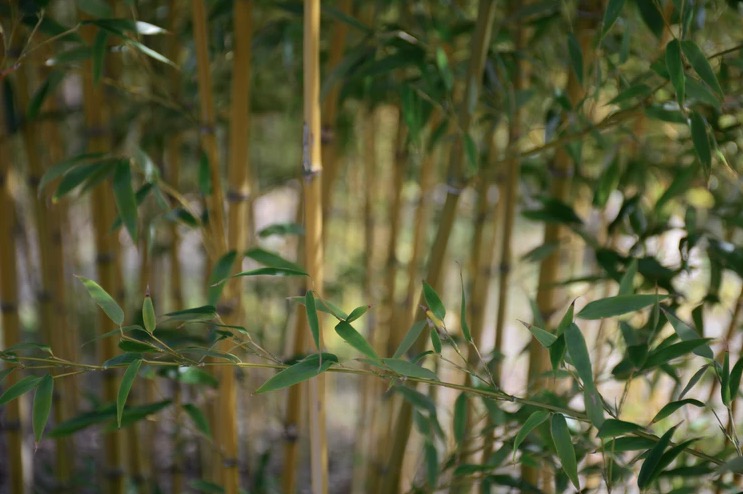 bamboo plant